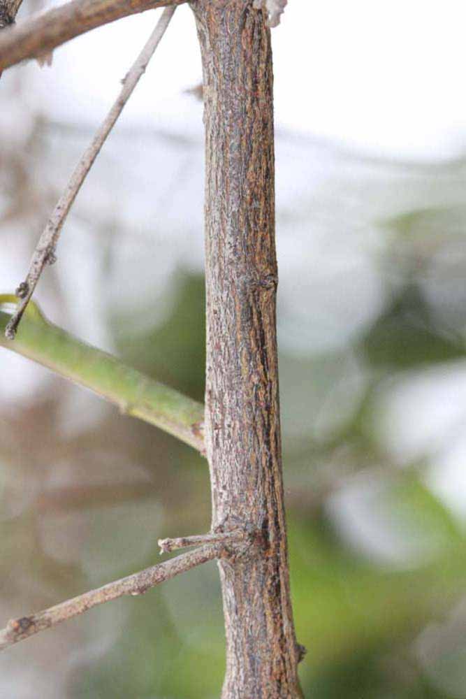              Second - third year twig (Riverside, CA)       